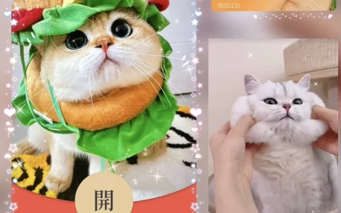 [微信红包封面萌宠系列]汉堡猫咪