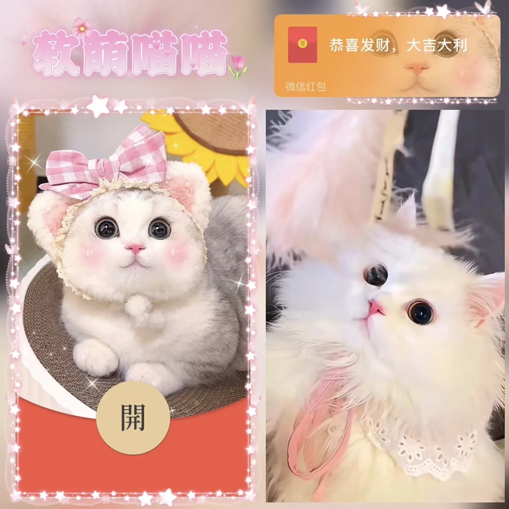 [微信红包封面萌宠系列]软萌喵喵/B