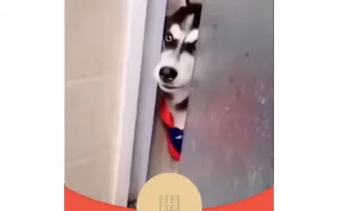 [趣味系列] 出来单挑啊