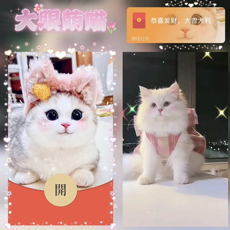 [萌宠系列] 大眼萌喵 /bz