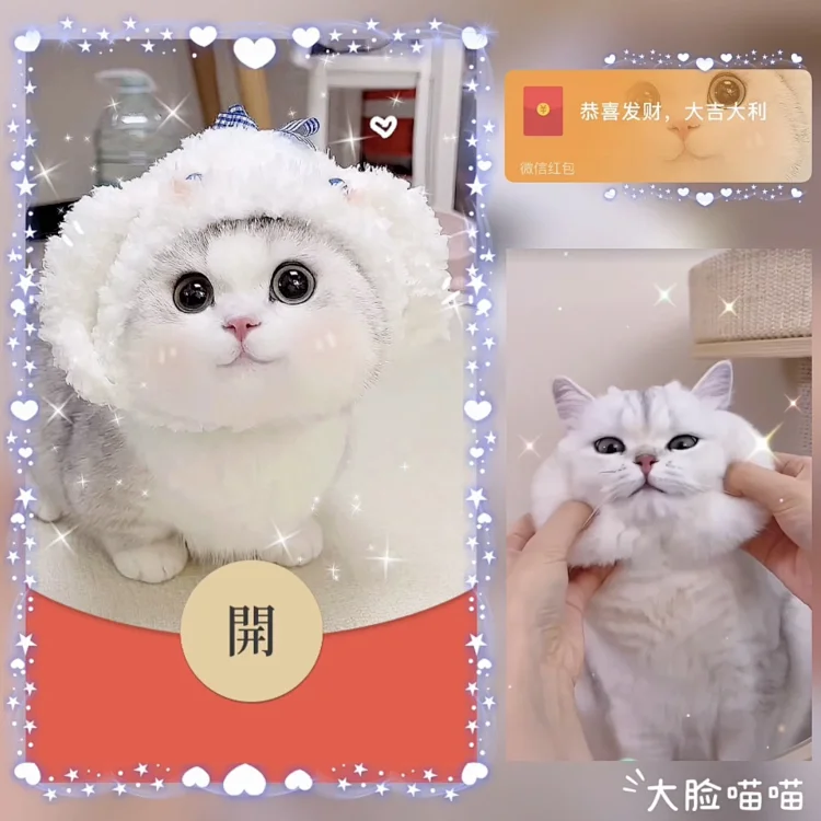 [萌宠系列] 大脸喵喵/bz