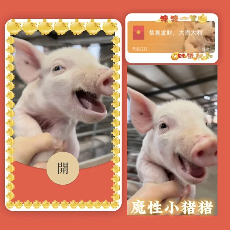 [萌宠系列] 魔性小猪猪/hg