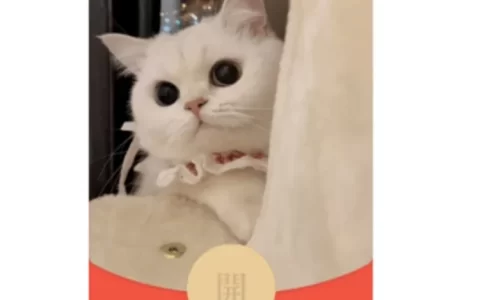 [萌宠系列] 萌猫猫/bao