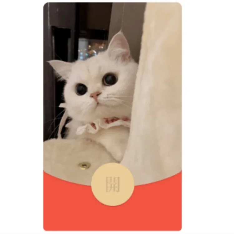 [萌宠系列] 萌猫猫/bao