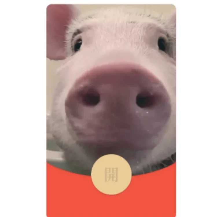 [萌宠系列] 变成了猪/bao