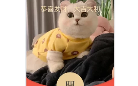 [萌宠系列] 皮卡丘猫/动态音乐