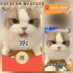 [微信红包封面每日推荐] 开！猫meme