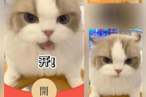 [微信红包封面每日推荐] 开！猫meme