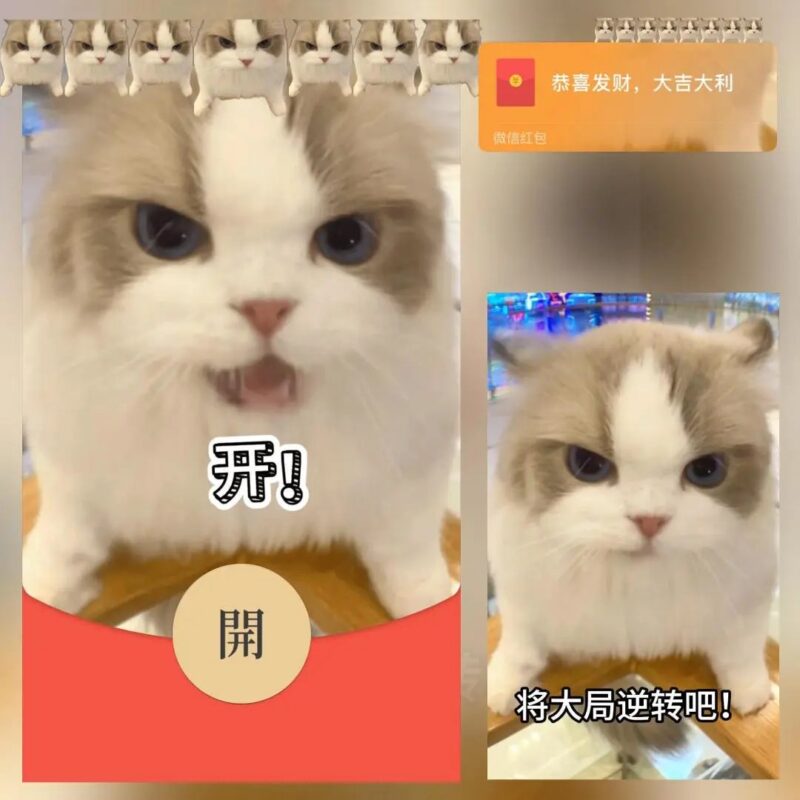 [微信红包封面每日推荐] 开！猫meme